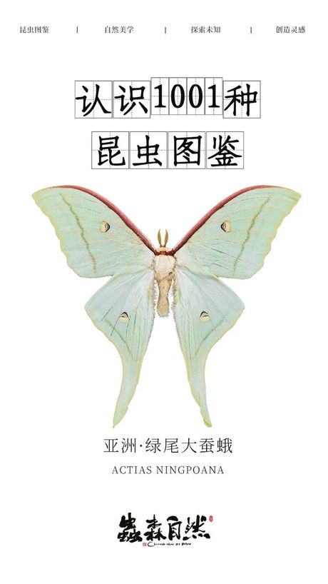 蚕蛾怎么分公母，蚕蛾的性别如何区分？