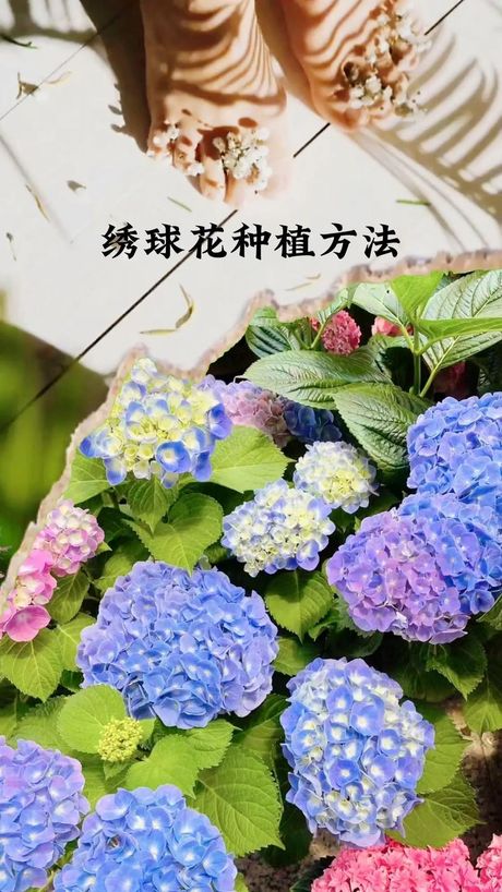绣球花：室内养护的适宜性