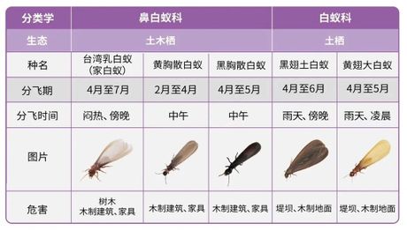 白蚁防治全攻略