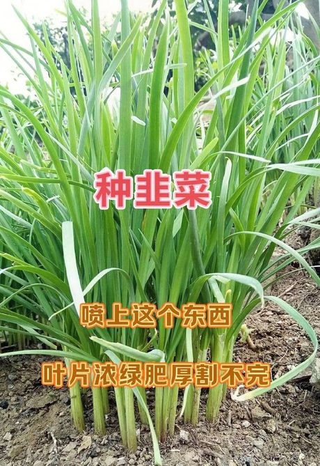 韭菜种子的种植方法