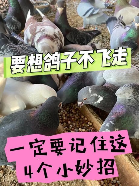 如何有效防止鸽子飞走：养鸽指南