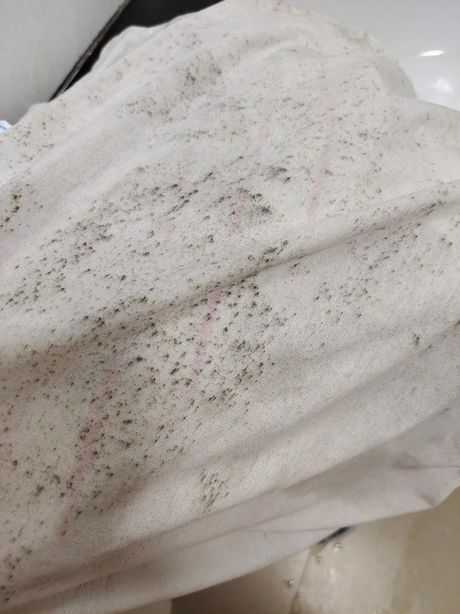 衣服上为什么会有霉点？