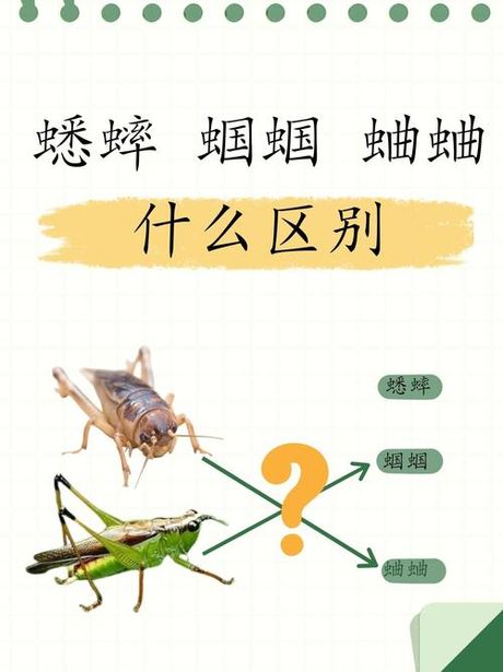 探索蟋蟀的世界：自然界的微型音乐家