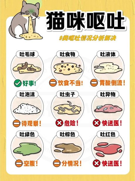 猫呕吐的原因：了解你的宠物