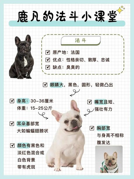 法斗犬价格揭秘