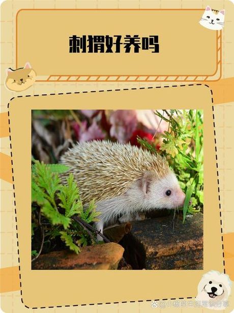 宠物刺猬：价格与护理指南