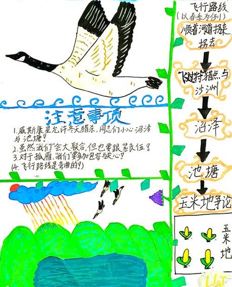 大雁为什么往南飞 它，大雁向南迁徙的生物学机制与生态意义