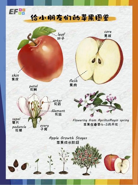 苹果英文怎么读，苹果的英文发音解析