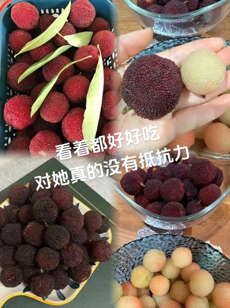 如何清洗杨梅以驱除虫子
