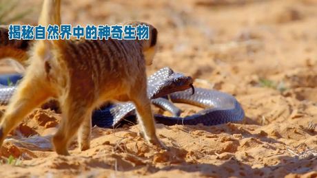 跳跳哥哥：自然界中的奇妙生物
