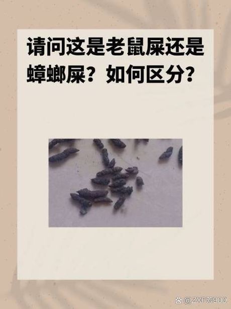 老鼠在床上拉屎的原因