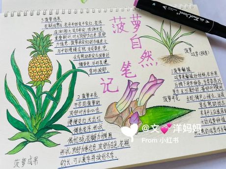 菠萝的生长奥秘