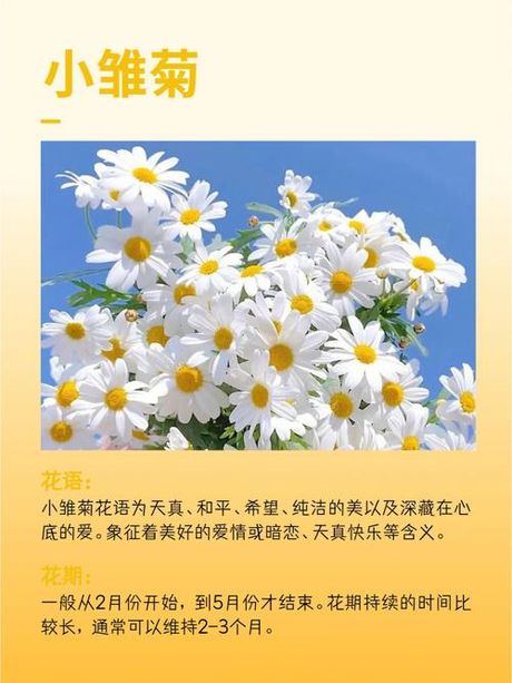 雏菊英文名怎么读