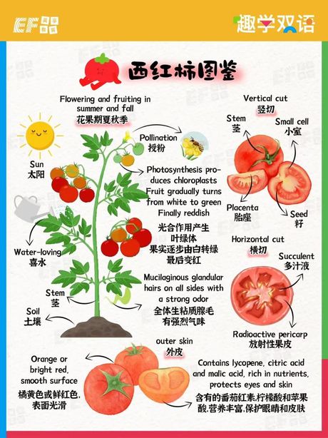 西红柿英文怎么读，西红柿的英文读音解析