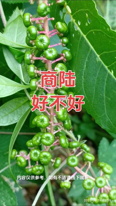 商陆价格知多少：影响因素及购买指南