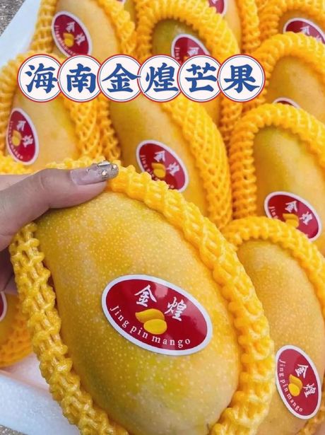金煌芒果怎么算熟