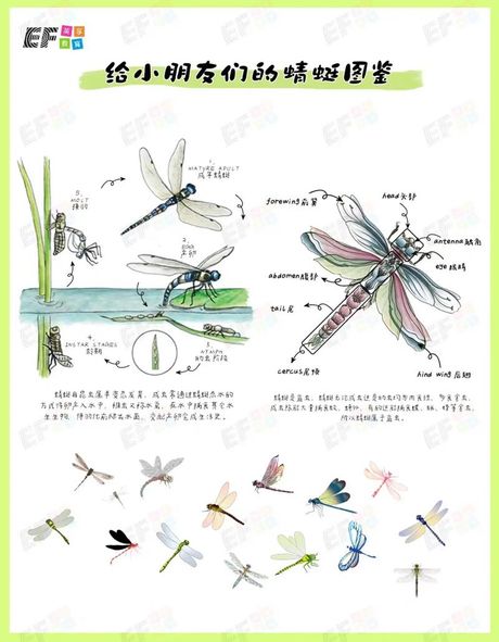 蜻蜓低飞的秘密