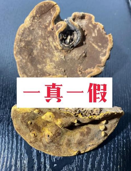 如何分辨桑黄好坏