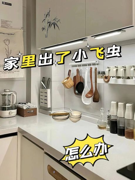 厨房小飞虫怎么消灭小窍门