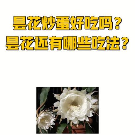 昙花可以吃吗？——关于昙花美食的更多信息