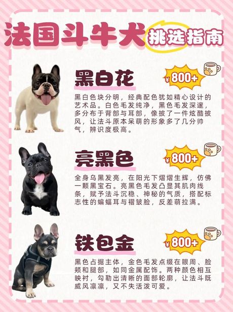 法斗多少钱一只