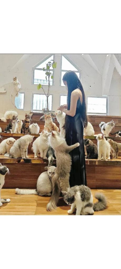 揭秘“吸猫会所”：猫咪爱好者的天堂