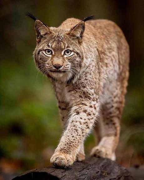 探秘猫科动物中的“los”：一个不为人知的术语