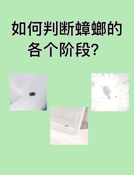 蟑螂繁殖的秘密：从卵鞘到若虫的奇妙之旅