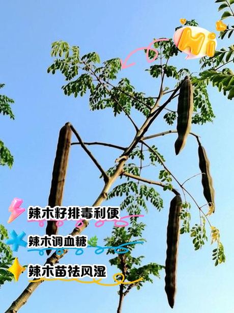 辣木树：寻找最佳的种植地点