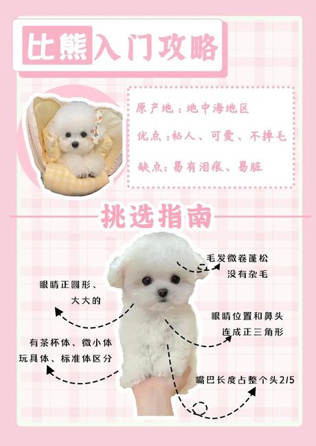 比熊犬的饲养方法
