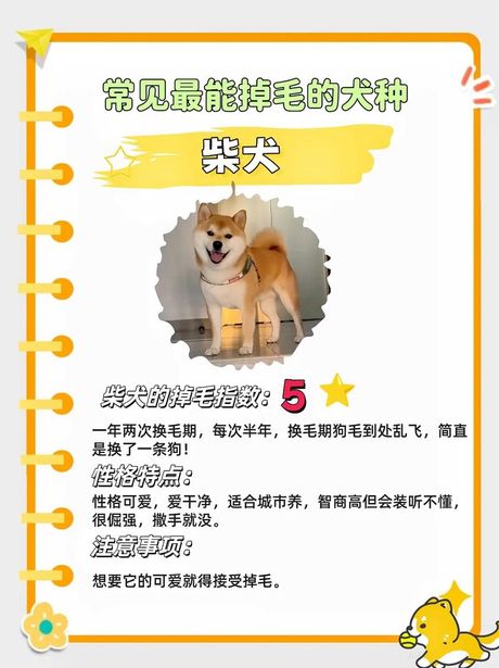 狗毛清理全攻略