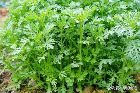 茼蒿怎么读：探索这种常见蔬菜的正确发音