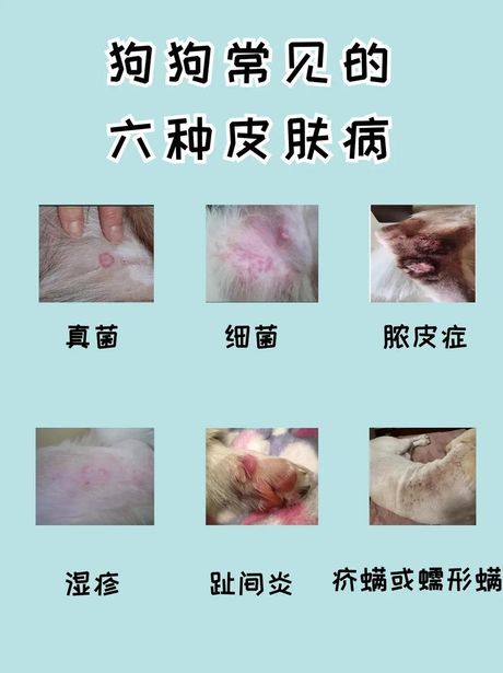 狗狗长癣怎么办？