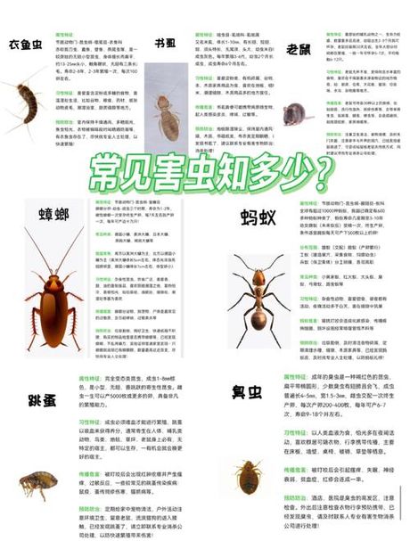 家里有虫子怎么办：2025夏季最新防治指南