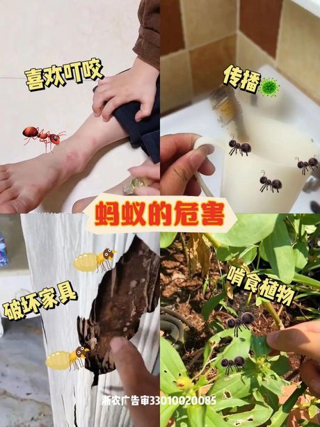 飞蚁的消灭方法