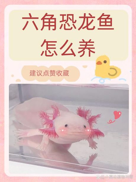 六角龙鱼怎么养：全面养护指南