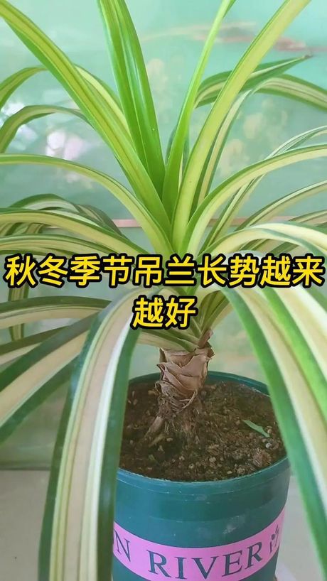 吊兰冬天怎么养