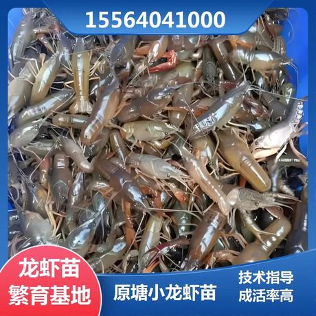 小龙虾苗哪里有卖：养殖新手的指南