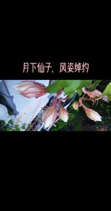 昙花一现：短暂而美丽的奇迹