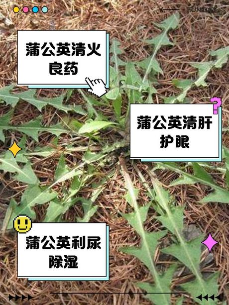 蒲公英叶子的食用方法