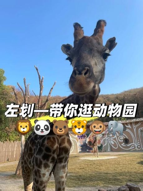 揭秘“上窜下跳”：动物界的运动奥秘