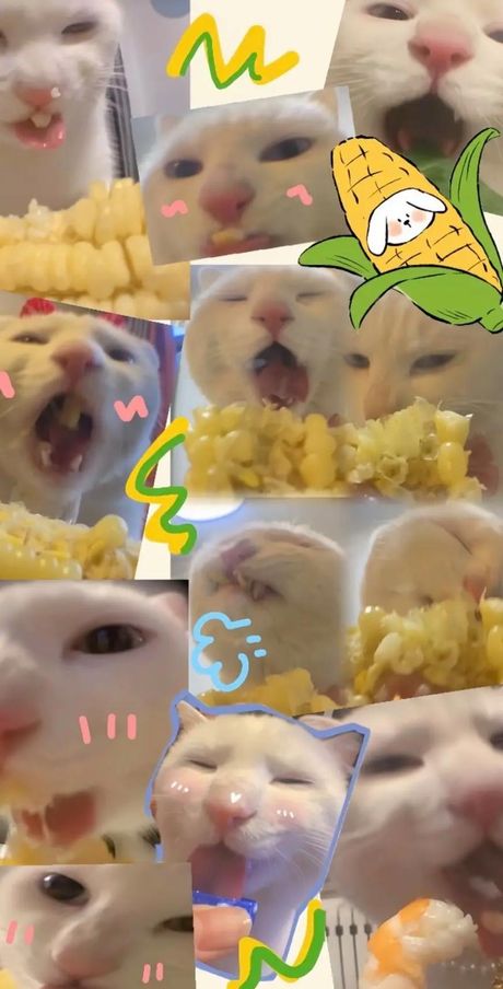 猫可以吃玉米吗？