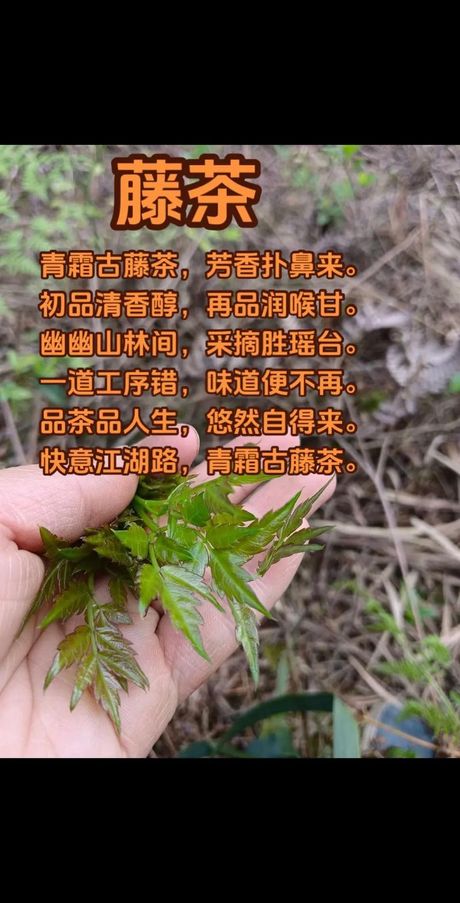 藤茶多少钱一斤？深入了解这种神秘的健康饮品