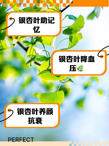 银杏叶片可以长期服用吗？