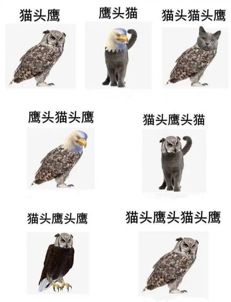 猫头鹰的饲养指南