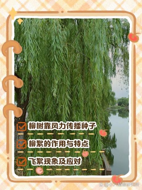 柳树传播种子的方法，使用了关键词“柳树传播种子的方法”，符合用户搜索习惯。