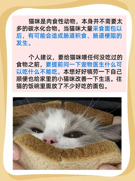 猫可以吃面包吗，猫咪可以吃面包吗？