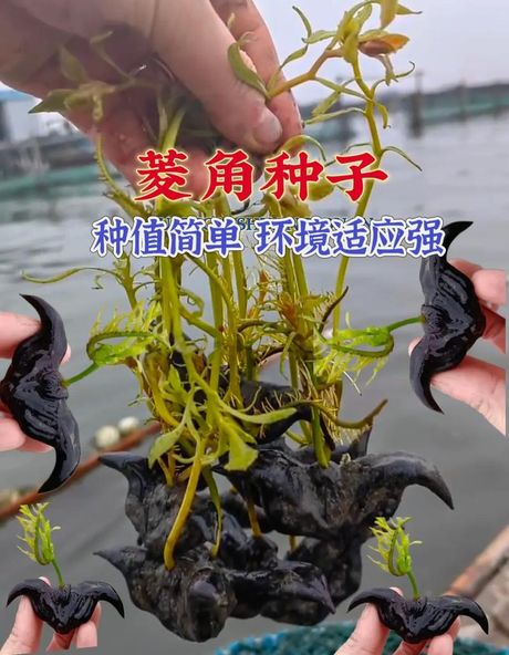 菱角长在哪里