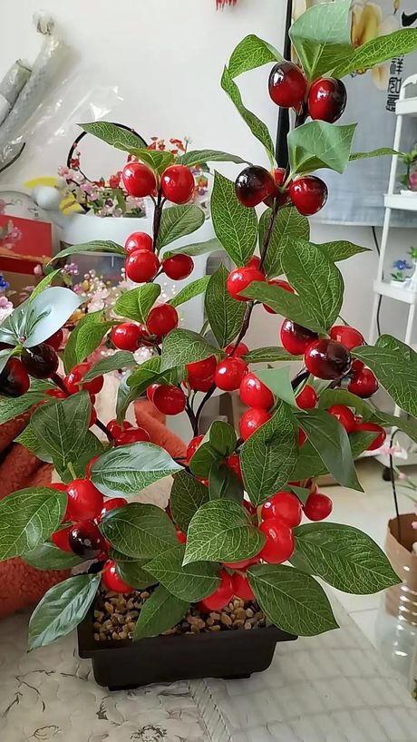 樱桃籽小盆栽种植指南
