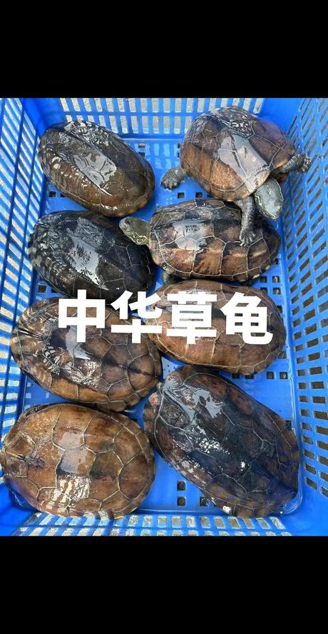 中华草龟的价格揭秘